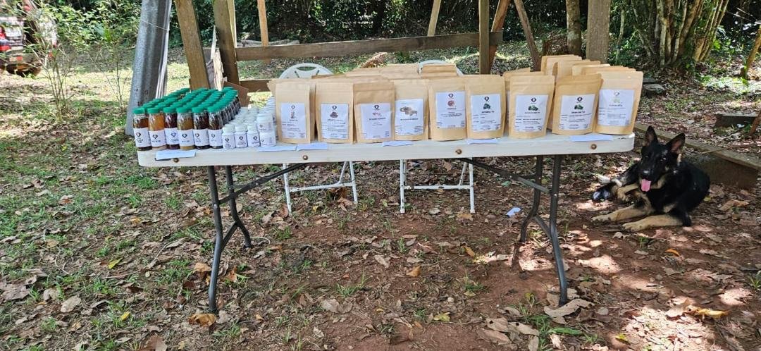 Traditional herbal preparation workshop with participants